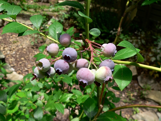 {Vaccinium corymbosum}